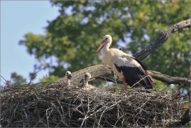 <p>ČÁP BÍLÝ (Ciconia ciconia) ----- /White stork – Weißstorch/</p>